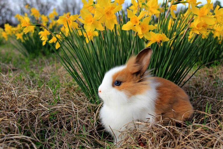 Read more about the article Easter-inspired Reflections during Covid Restrictions